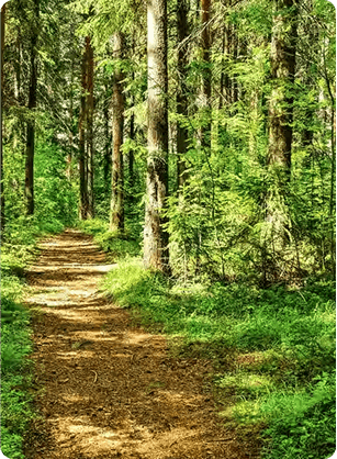 Forest entry points with local shops